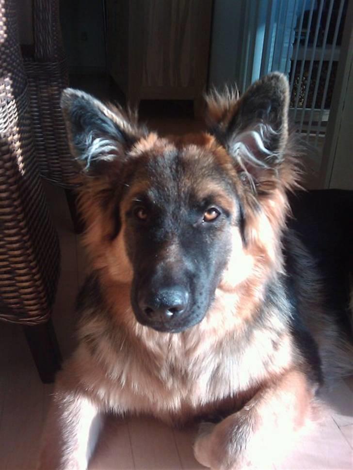 Schæferhund Canto - 8 måneder nu :-) Januar -11 billede 16