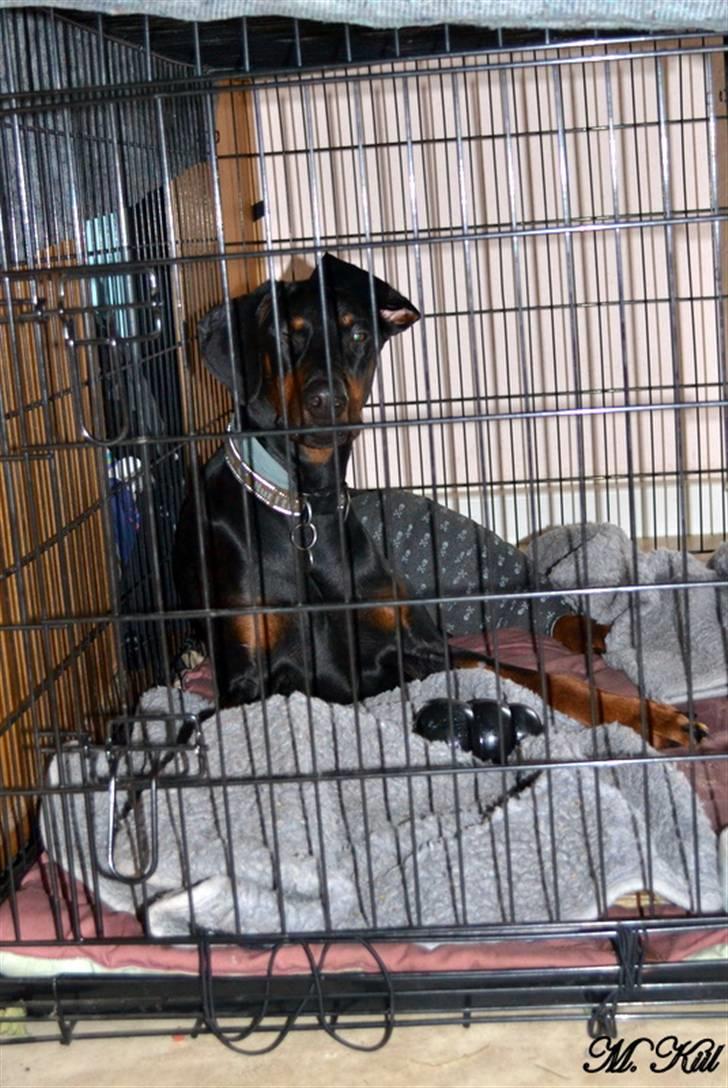 Dobermann *Watchout Diablo* - Diablo i bur pga. brækket bagben... Feb 2011... billede 7