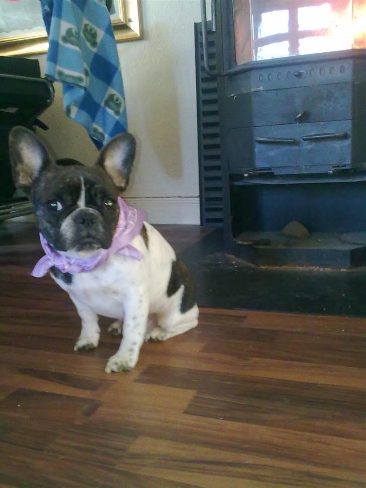 Fransk bulldog - Iona<3 billede 1