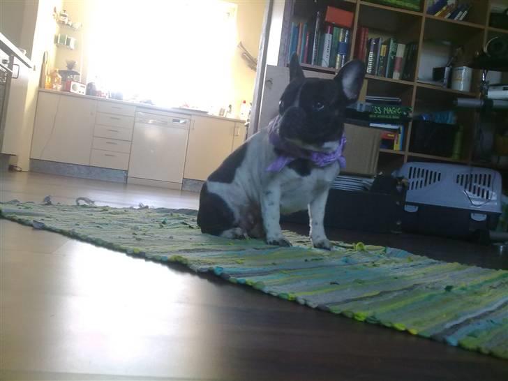 Fransk bulldog - Iona<3 billede 2