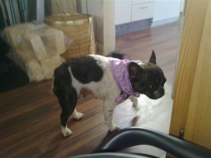 Fransk bulldog - Iona<3 billede 3