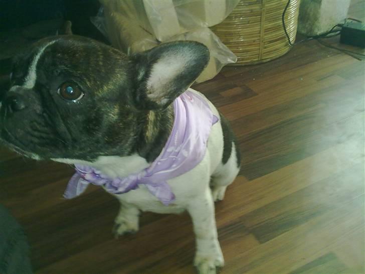 Fransk bulldog - Iona<3 billede 4