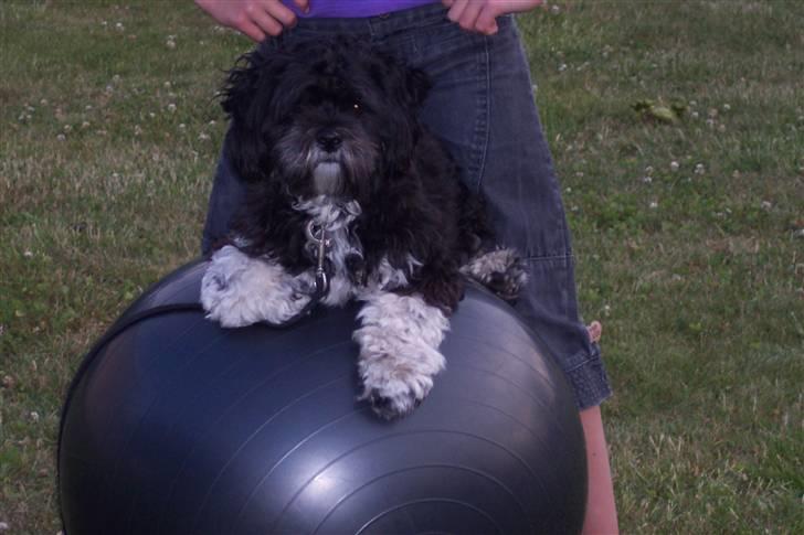 Lhasa apso Fulton von Moisen  billede 8