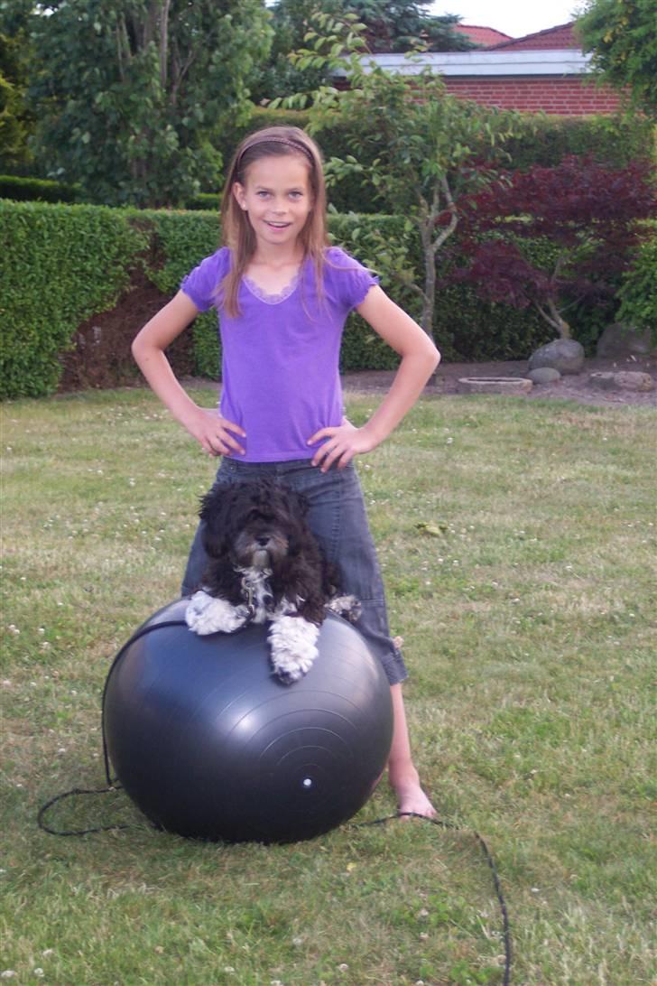 Lhasa apso Fulton von Moisen  billede 9