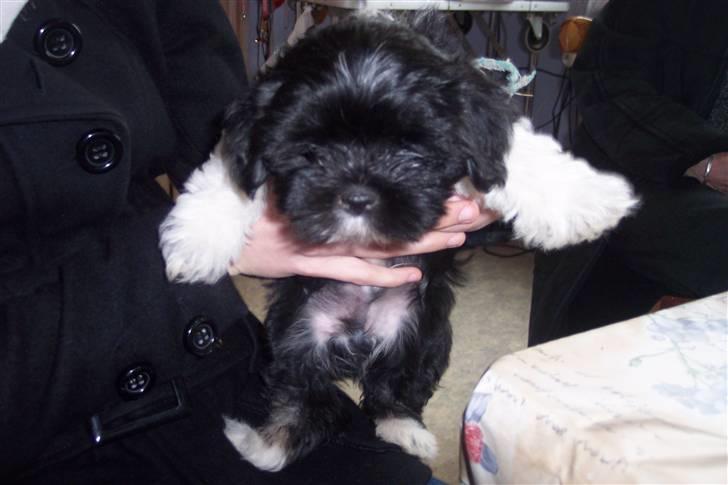 Lhasa apso Fulton von Moisen  billede 10
