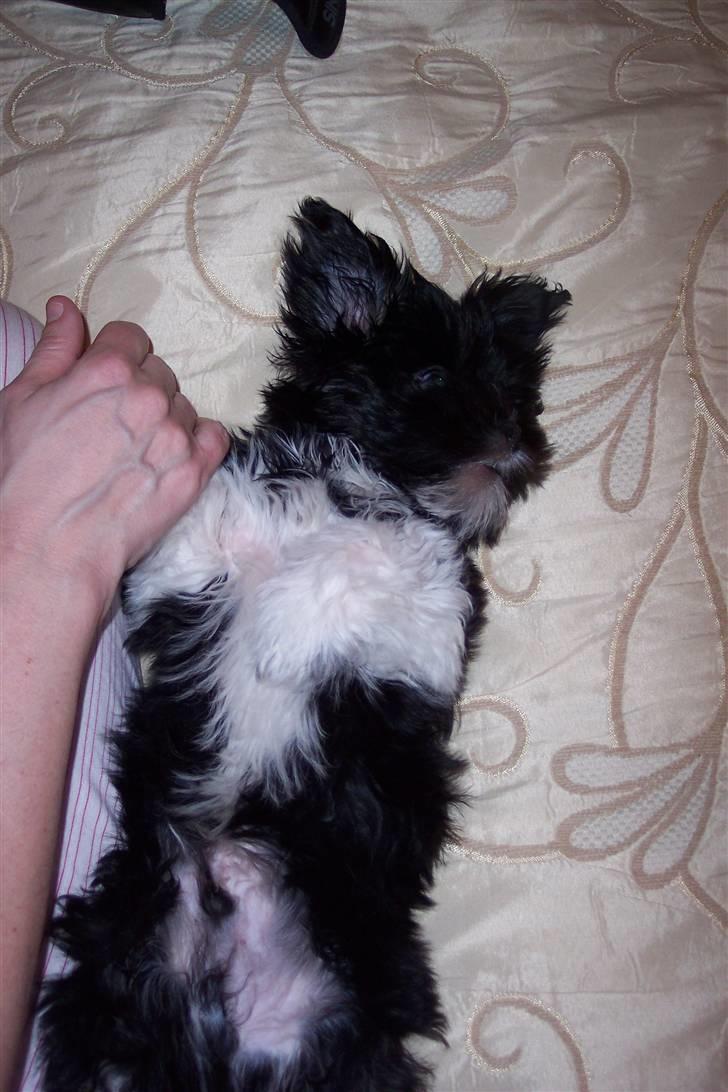 Lhasa apso Fulton von Moisen  billede 11