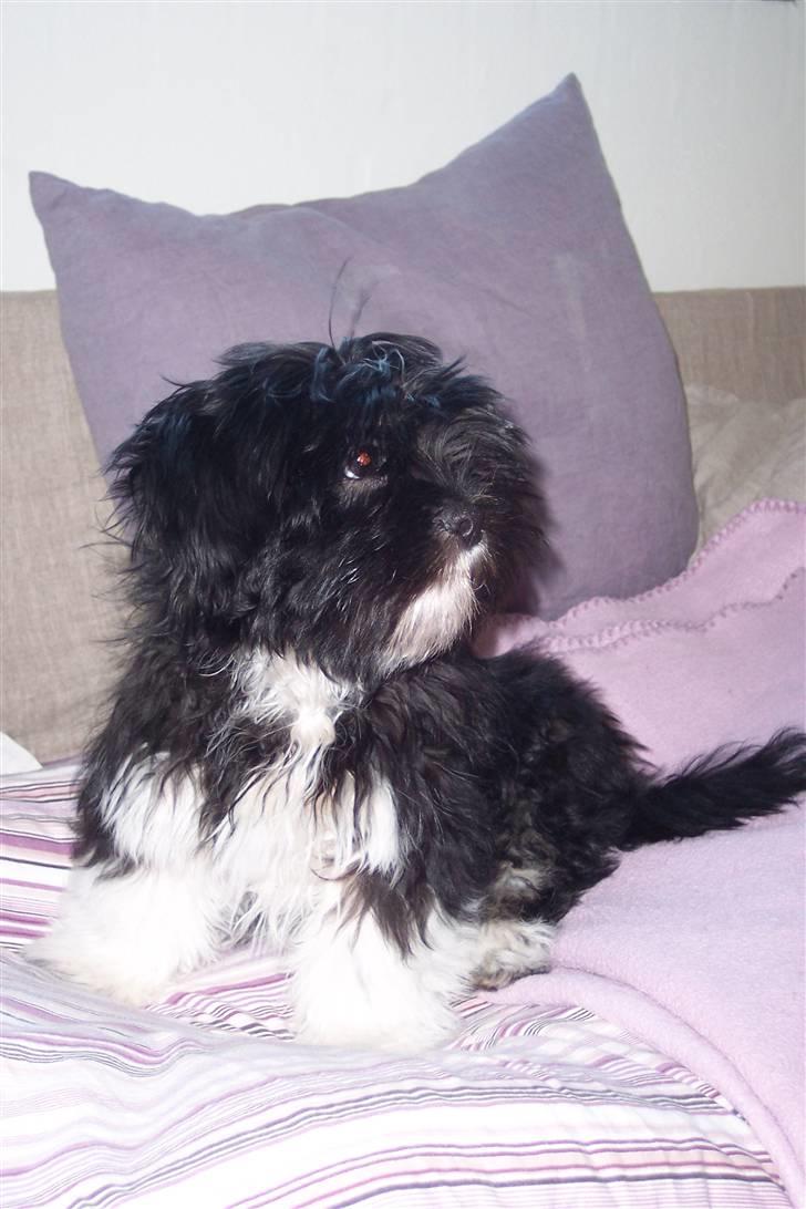 Lhasa apso Fulton von Moisen  billede 12
