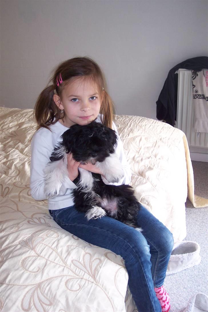 Lhasa apso Fulton von Moisen  billede 13