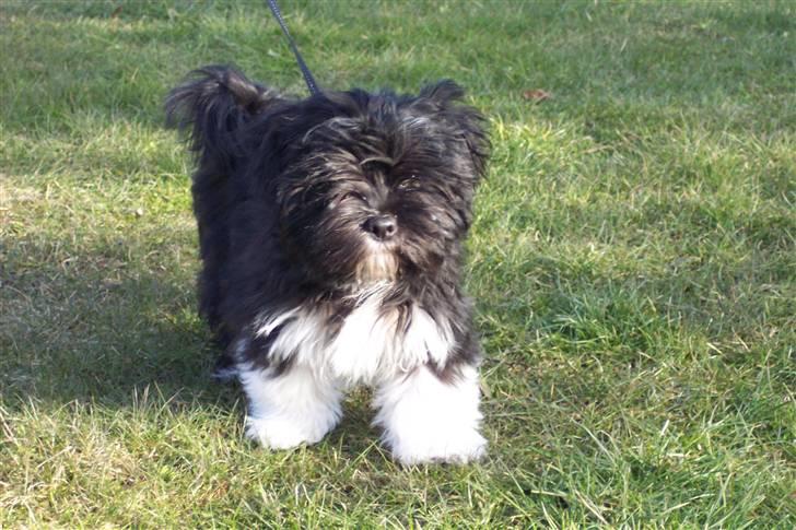 Lhasa apso Fulton von Moisen  billede 14