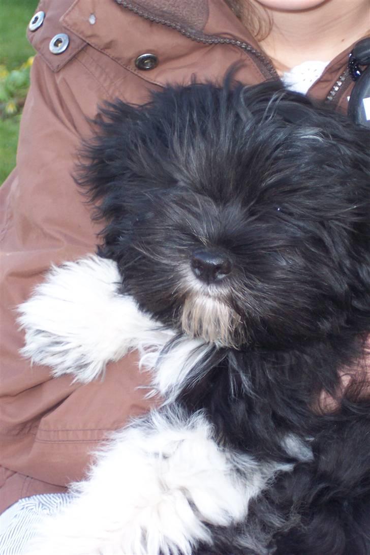 Lhasa apso Fulton von Moisen  billede 15