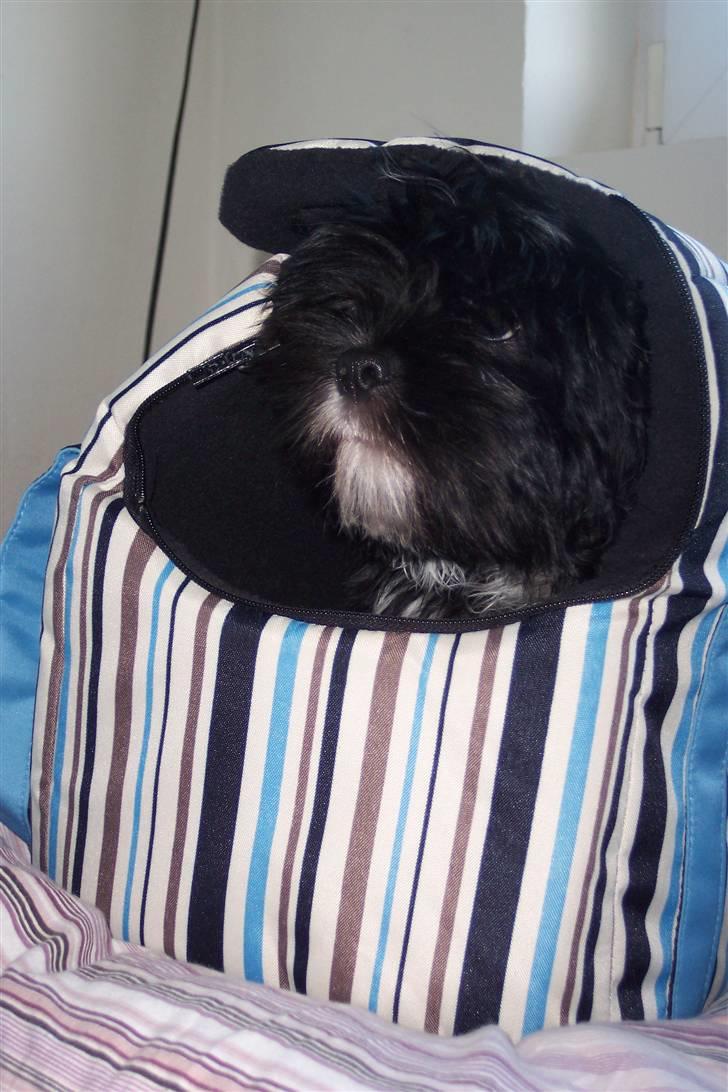 Lhasa apso Fulton von Moisen  billede 16