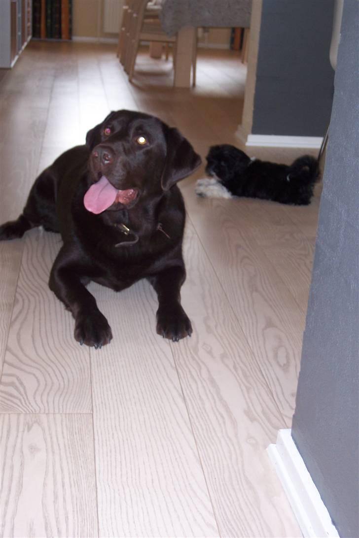 Lhasa apso Fulton von Moisen  billede 17