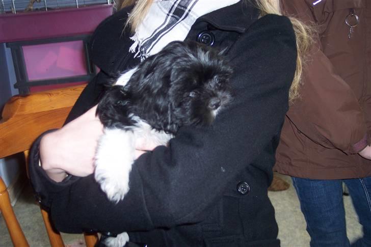 Lhasa apso Fulton von Moisen  billede 18