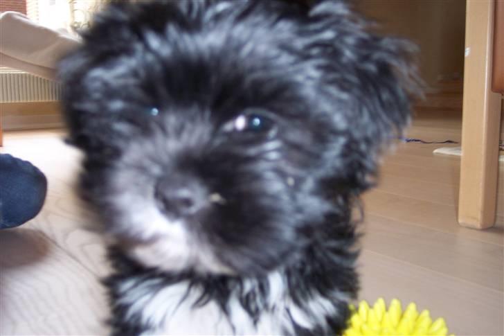 Lhasa apso Fulton von Moisen  billede 19