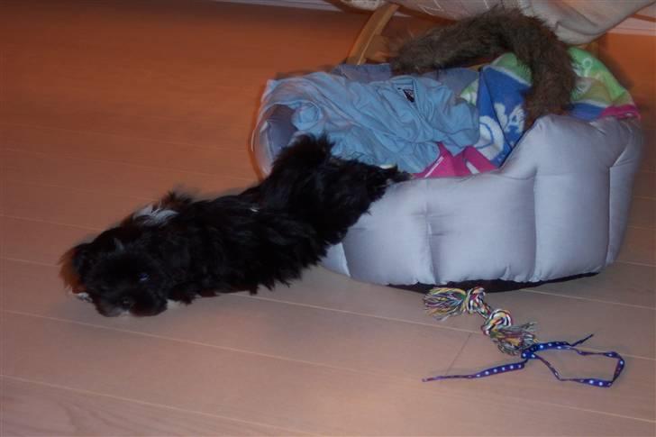 Lhasa apso Fulton von Moisen  billede 20