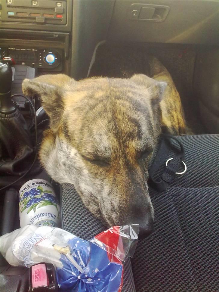 Blanding af racer - Lalaki! :* billede 1