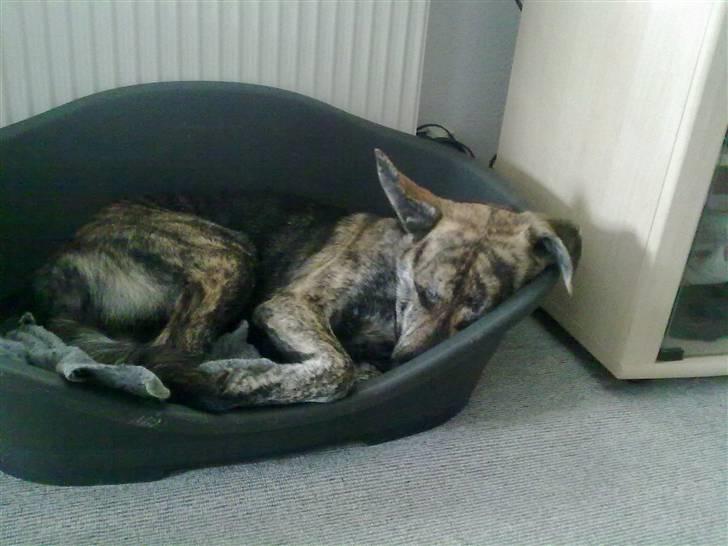 Blanding af racer - Lalaki! :* billede 2