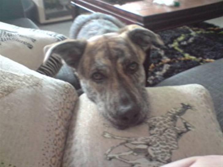 Blanding af racer - Lalaki! :* billede 5