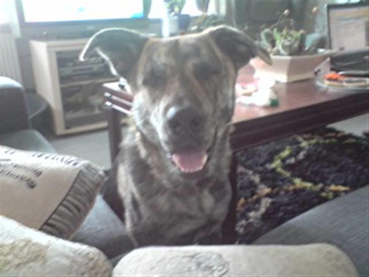 Blanding af racer - Lalaki! :* billede 7