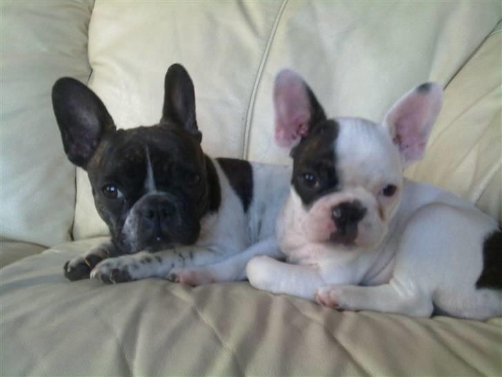 Fransk bulldog - Iona<3 billede 5