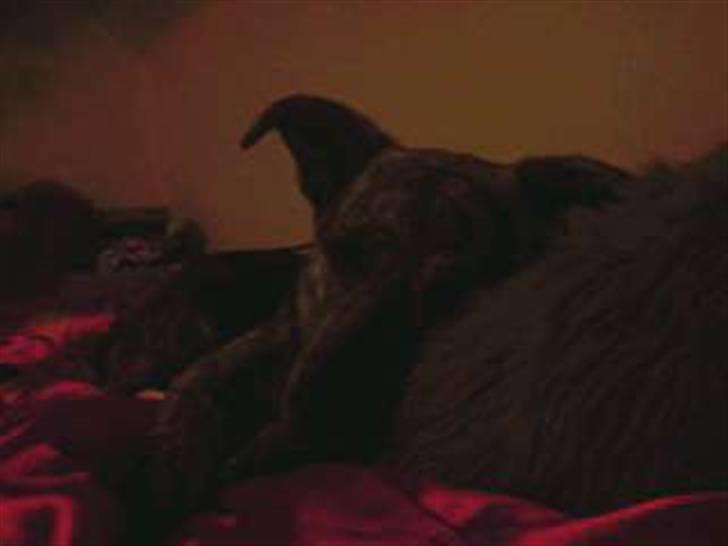 Blanding af racer - Lalaki! :* billede 8