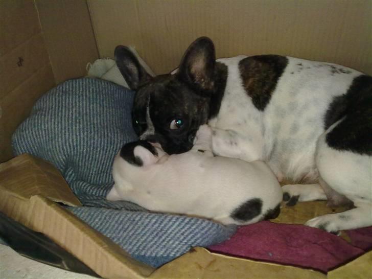 Fransk bulldog - Iona<3 billede 6