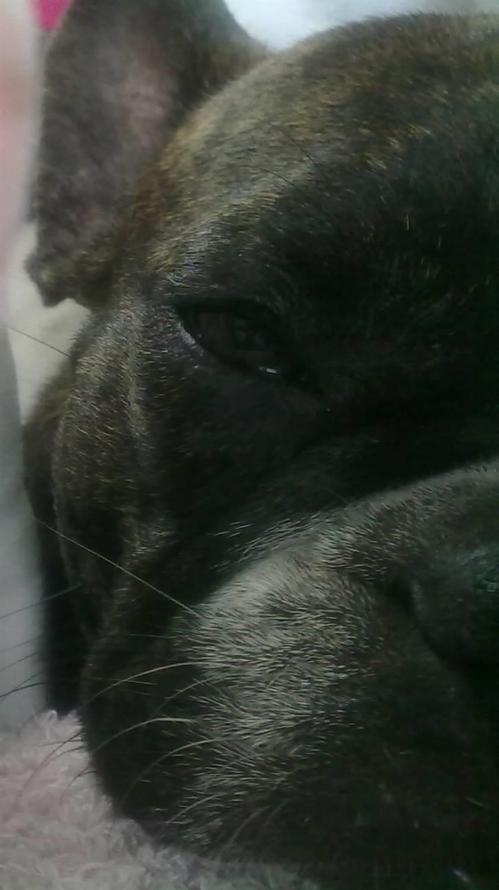 Fransk bulldog - Iona<3 billede 7