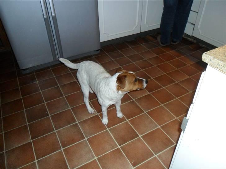 Jack russell terrier Jackob billede 2