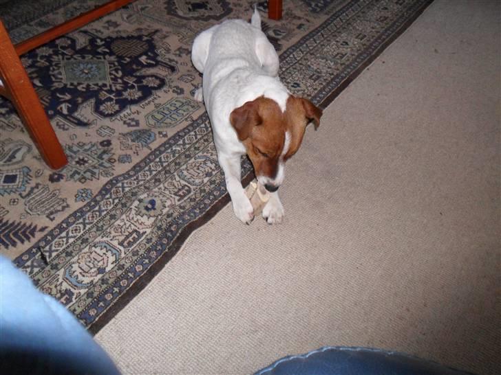 Jack russell terrier Jackob billede 3