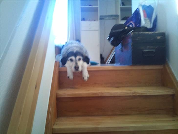 Blanding af racer Silver / Sille billede 7