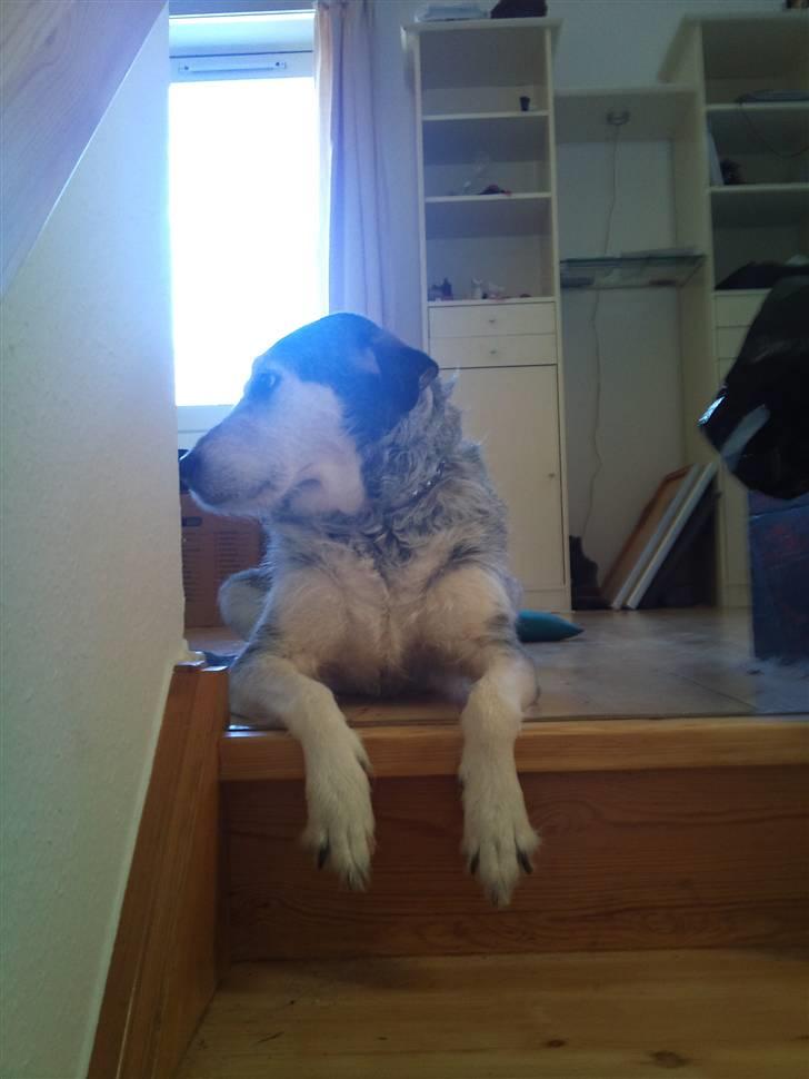 Blanding af racer Silver / Sille billede 8