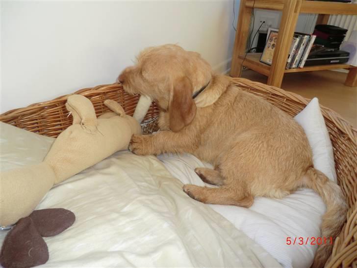 Basset fauve de bretagne Luffe - luffe i en stor stor kuv. billede 5
