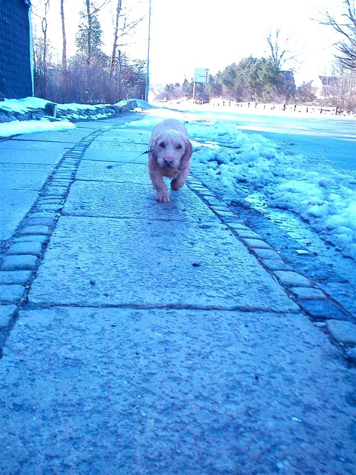 Basset fauve de bretagne Luffe - jeg komme nu emma. billede 6