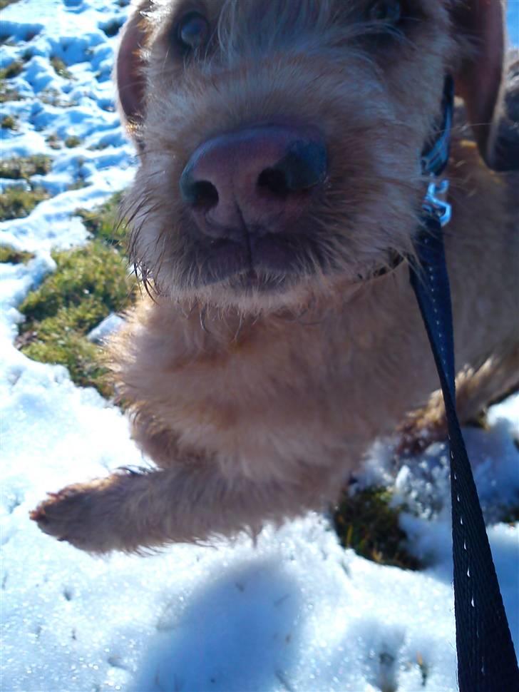 Basset fauve de bretagne Luffe - hi hi vor se du fin ud. billede 7