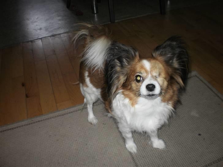 Papillon Troldhøj Cille billede 14