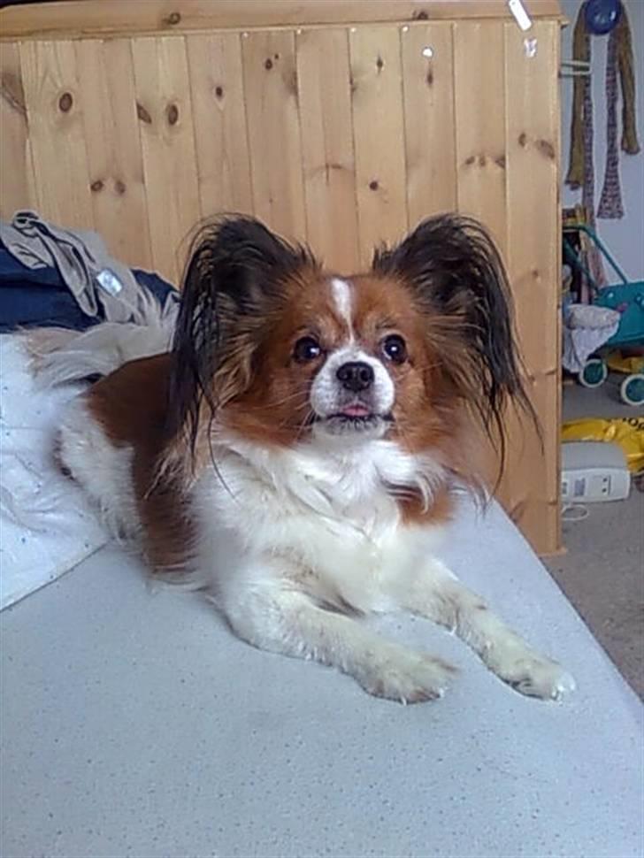 Papillon Troldhøj Cille billede 18