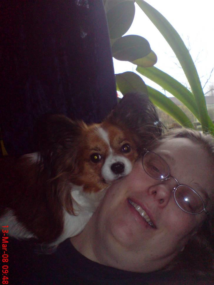 Papillon Troldhøj Cille billede 20