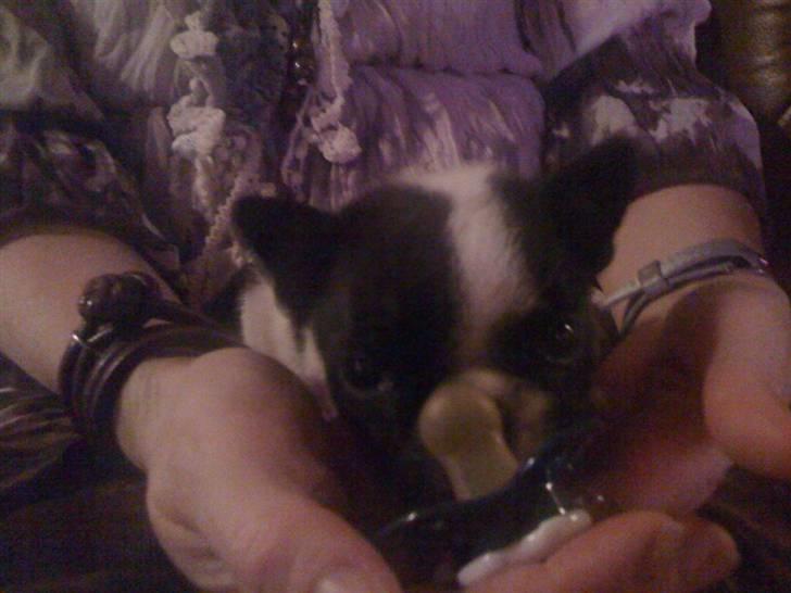 Fransk bulldog - Neller<3 *Solgt&Savnet* billede 1