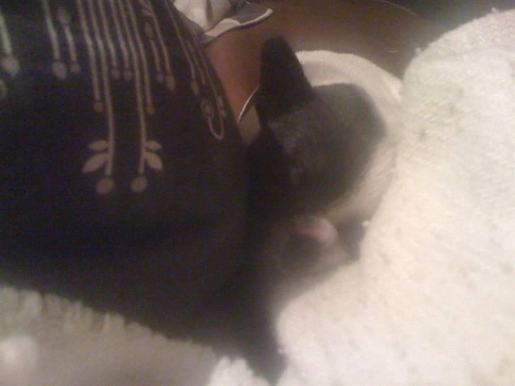 Fransk bulldog - Neller<3 *Solgt&Savnet* billede 2