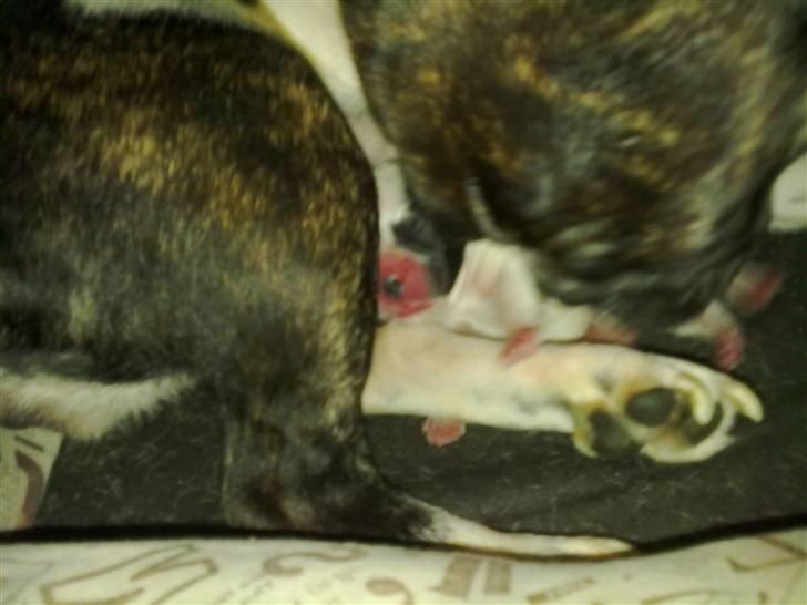 Fransk bulldog - Neller<3 *Solgt&Savnet* billede 3