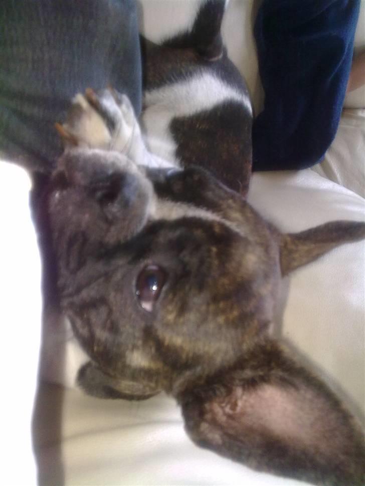 Fransk bulldog - Iona<3 billede 8