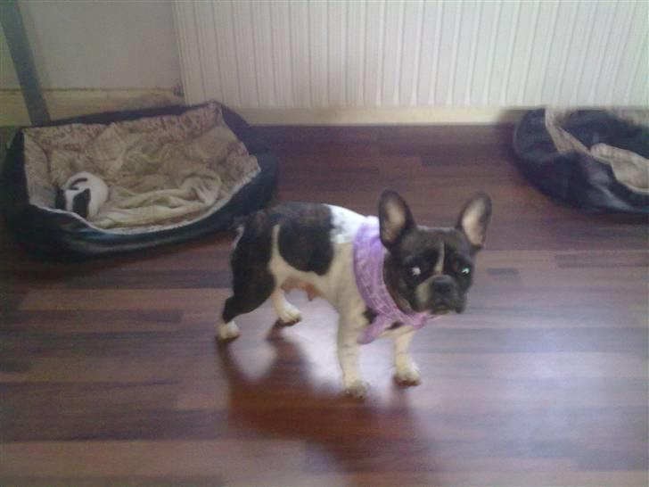 Fransk bulldog - Iona<3 billede 10