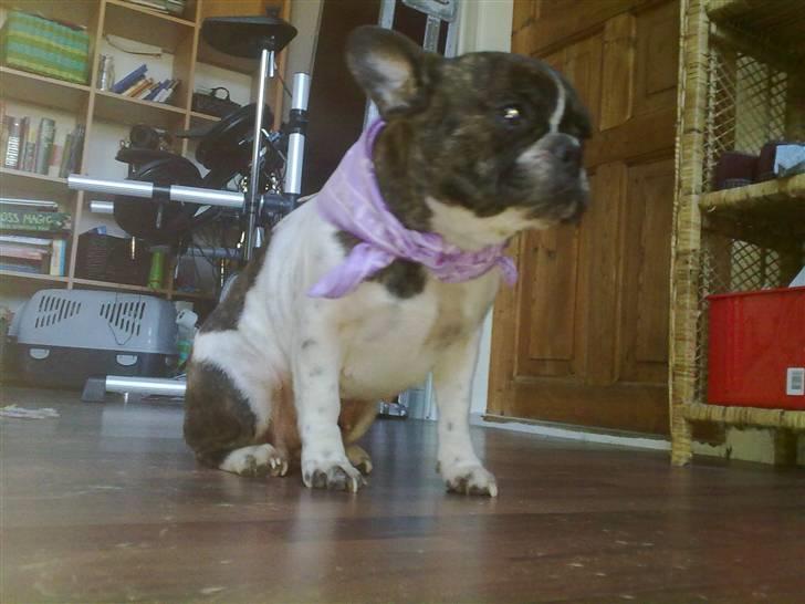 Fransk bulldog - Iona<3 billede 11