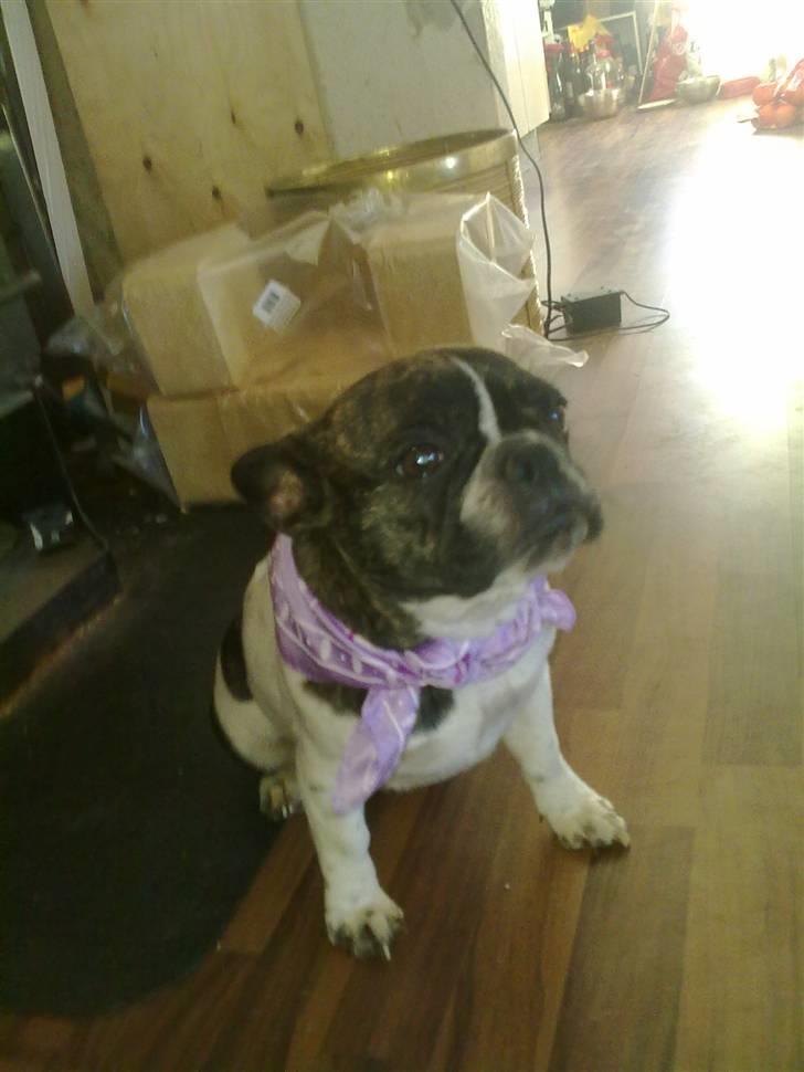 Fransk bulldog - Iona<3 billede 12