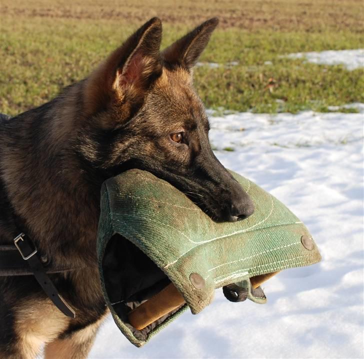 Schæferhund Coffey - 7 måneder - nyder sit bidestyr billede 15