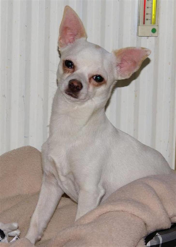 Chihuahua | Bob billede 3