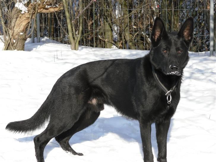 Schæferhund Goliath Bady-Ron (Carlos) billede 1