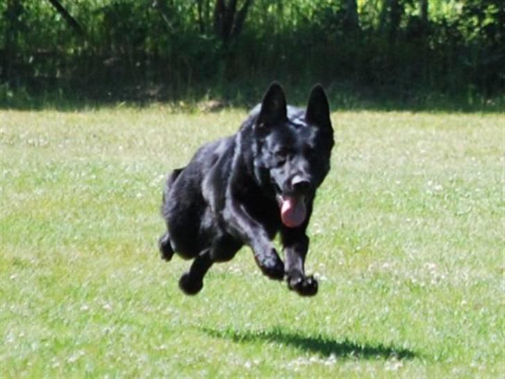 Schæferhund Goliath Bady-Ron (Carlos) billede 2