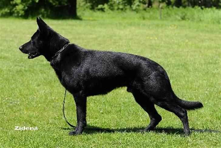 Schæferhund Goliath Bady-Ron (Carlos) billede 3