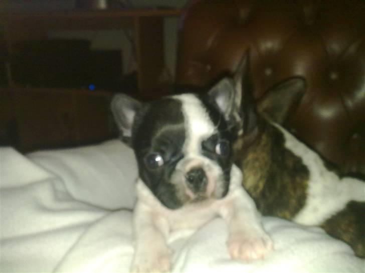 Fransk bulldog - Neller<3 *Solgt&Savnet* billede 4